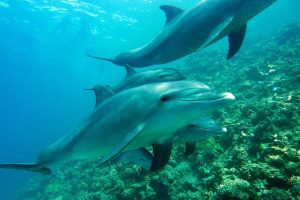 Snorkelen met dolfijnen in Hurghada